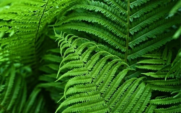 Equities allocation damaging biodiversity: Ilmarinen study